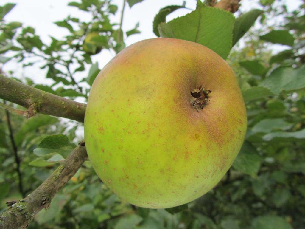 [APRBCAHA26] APPELBOOM  'REINETTE BLANCHE DU CANADA' HALFSTAM (M26, Blote wortel, 6-8 cm)