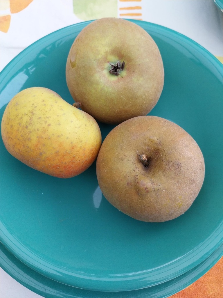[APRCH19] APPELBOOM  'REINETTE DE CHENEE' JAARSE SNOER (M9)