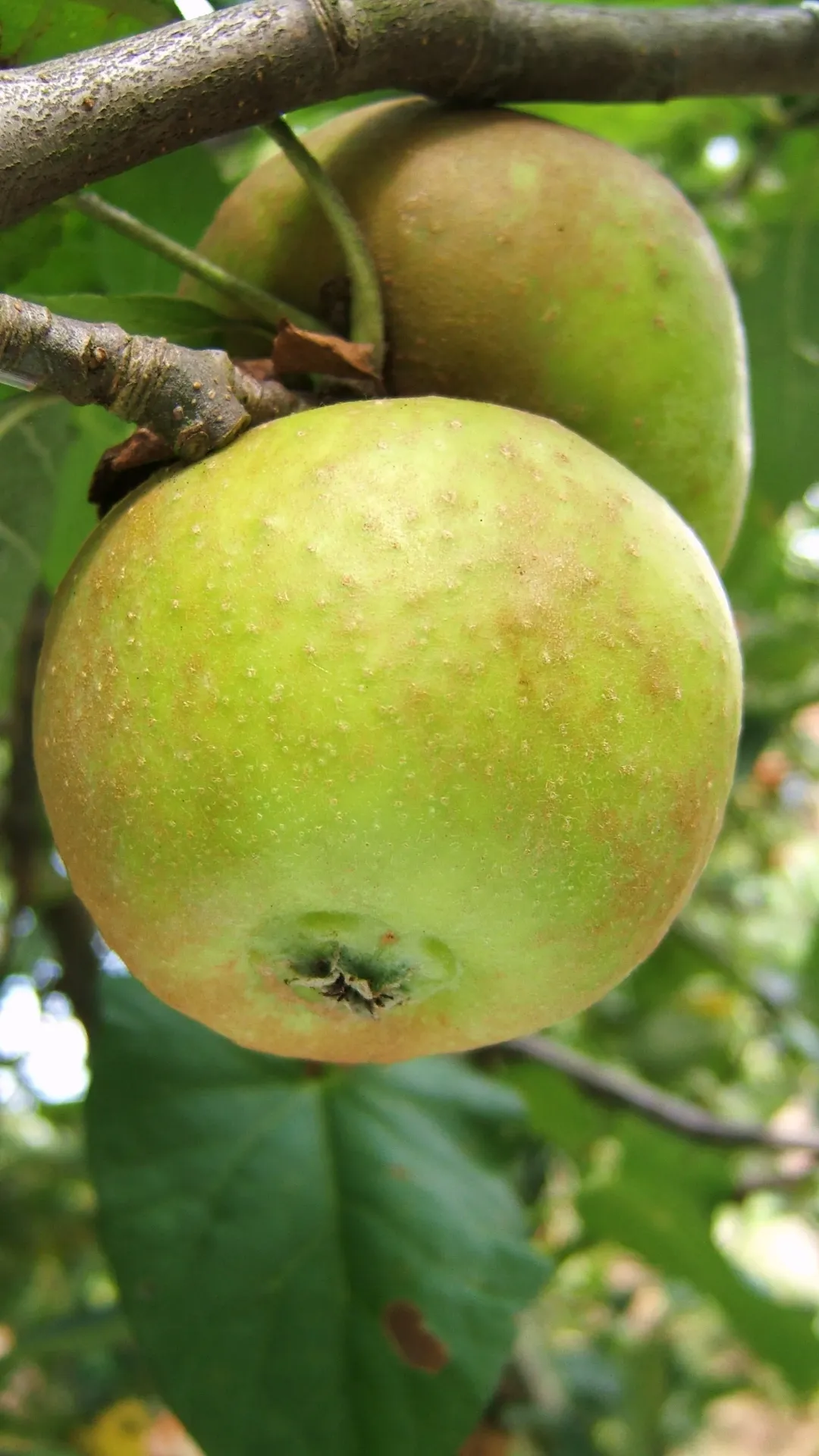 [APRFRH106] APPELBOOM  'FRANSE RENET' HOOGSTAM (Mm106, 8-10 cm)