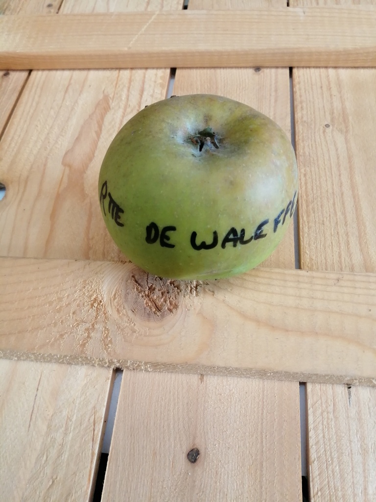 APPELBOOM  'REINETTE DE WALEFFE' RGF JAARSE SNOER