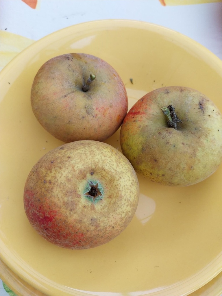 [APRDE29] APPELBOOM  'REINETTE DESCARDRE' LAAGSTAM (M9, Blote wortel)