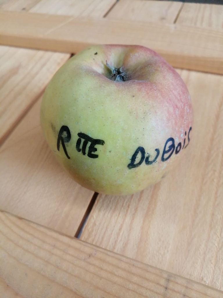 [APRDU126] APPELBOOM  'REINETTE DUBOIS' RGF JAARSE SNOER