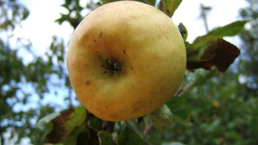 [APREVHA26] APPELBOOM  'REINETTE EVAGIL' RGF HALFSTAM (Blote wortel, 6-8 cm, M26)