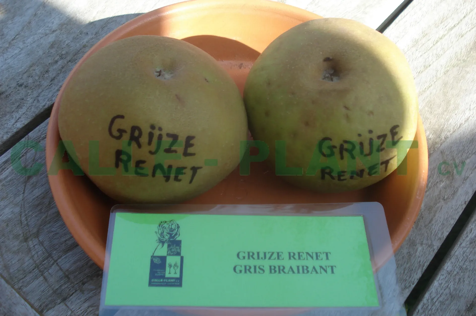 [APRGRHA26] APPELBOOM  'REINETTE GRISE' RGF HALFSTAM (M26, Blote wortel, 6-8 cm)