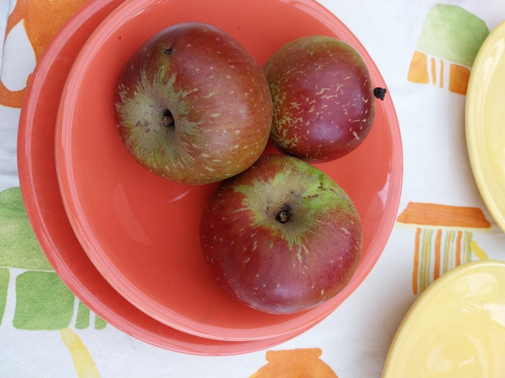 [APRHEH] APPELBOOM  'REINETTE HERNAUT' RGF HOOGSTAM (Blote wortel, 8-10 cm, Bittenfelder)