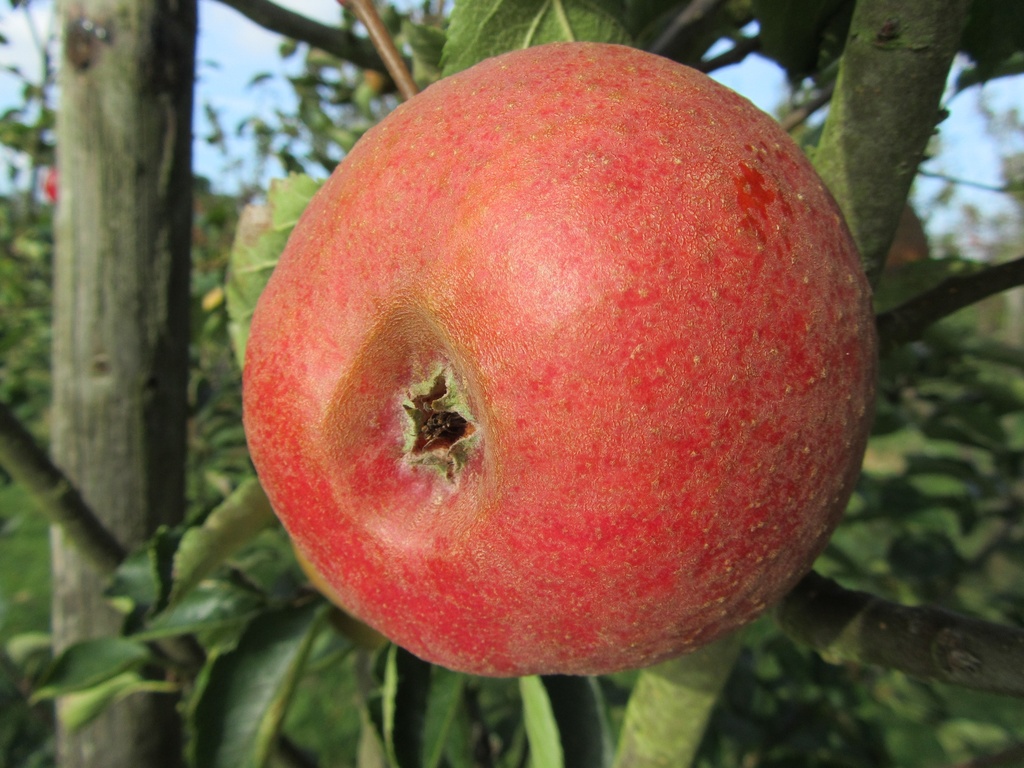 [APRPLEHA26] APPELBOOM REINETTE PROFESSEUR LECRENIER RGF HALFSTAM (M26, Blote wortel, 6-8 cm)