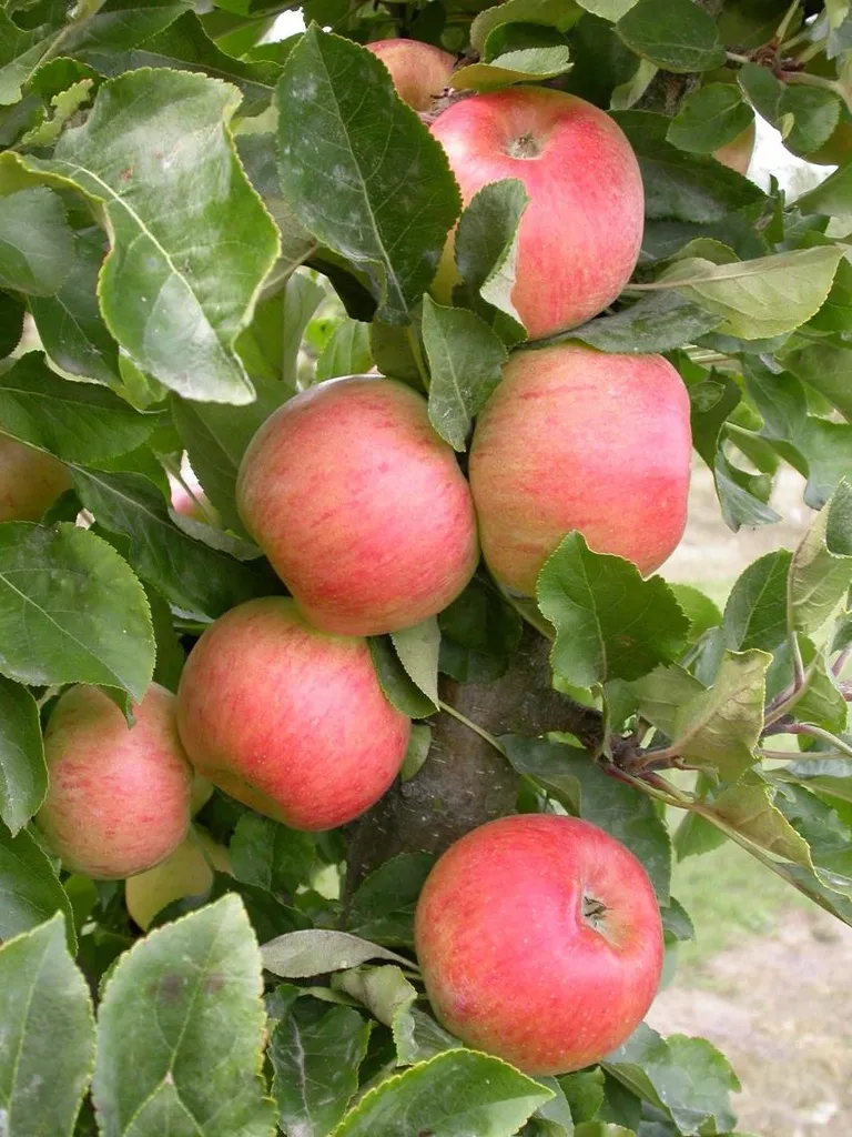 [APRH226] APPELBOOM  'RHAPSODIE' LAAGSTAM (Blote wortel)