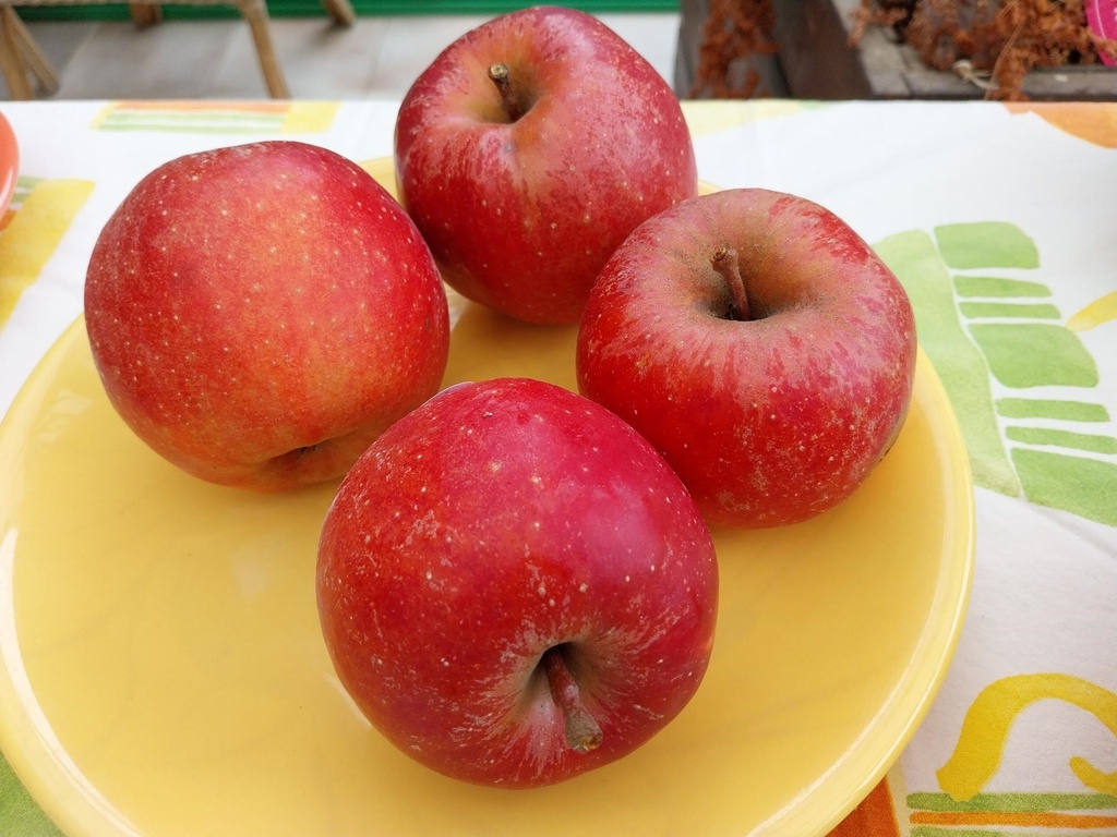 [APRBO19] POMMIER 'RODE BOSKOOP (BAKKER)' SCION D'UN AN (Racines nues, M9)