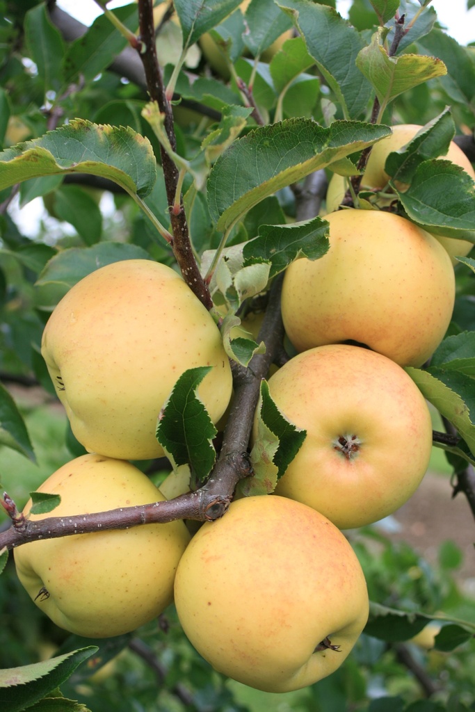 [APSIH106] APPELBOOM  SIRIUS (R) HOOGSTAM (Mm106, 8-10 cm)