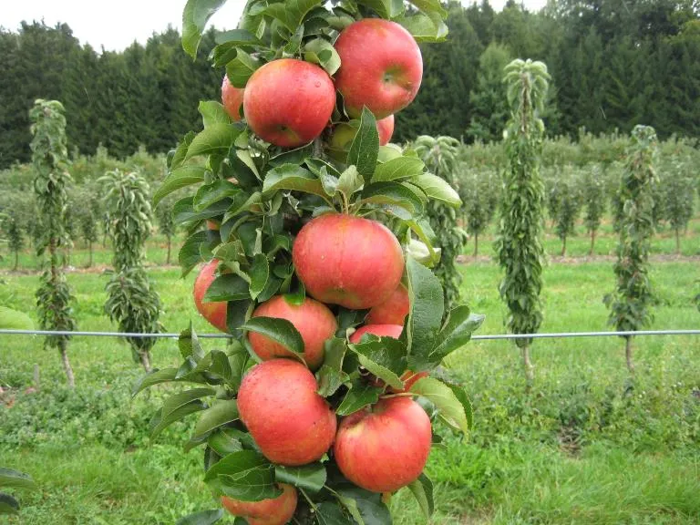 [APSON226] POMMIERSBOOM  'SONATE' BASSE-TIGE (Racines nues)