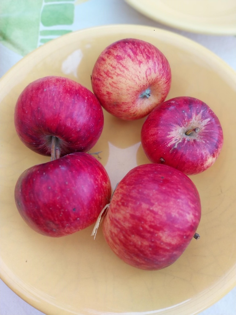 [APTO29] APPELBOOM  'TOPAZ' LAAGSTAM (M9, Blote wortel)