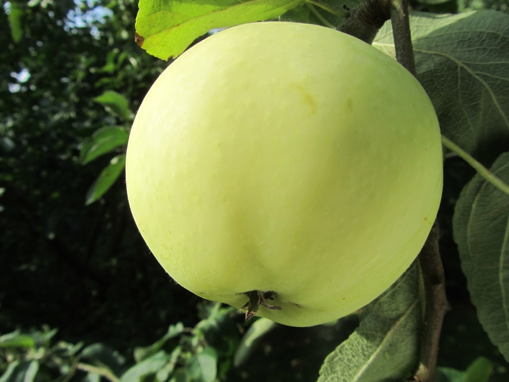[APTBL19] APPELBOOM  OOGSTAPPEL JAARSE SNOER (M9)