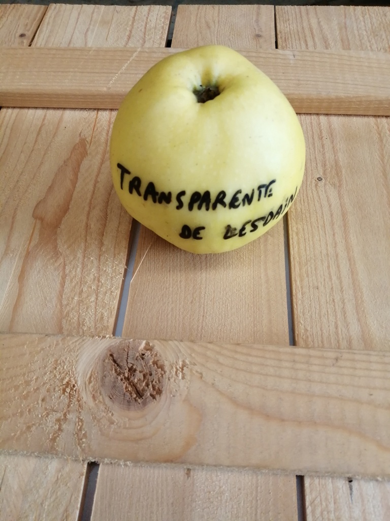 [APTLE126] APPELBOOM  'TRANSPARENTE DE LESDAIN' RGF JAARSE SNOER