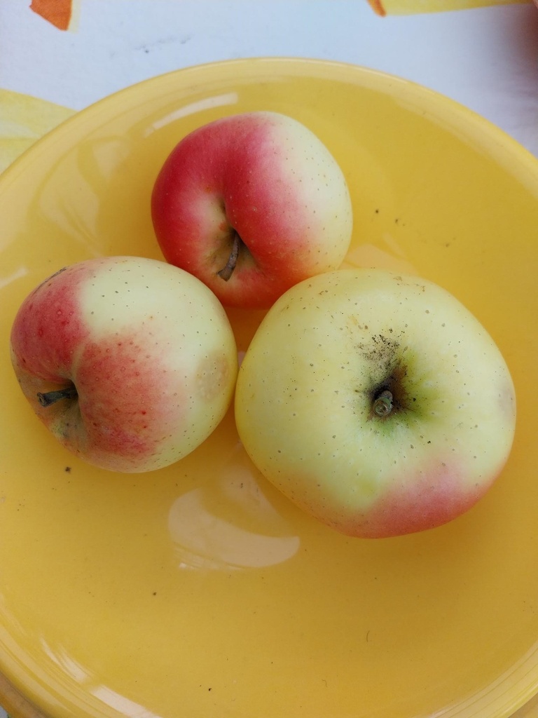[APWINHA26] APPELBOOM  'WINTER BANANA' HALFSTAM (M26, Blote wortel, 6-8 cm)