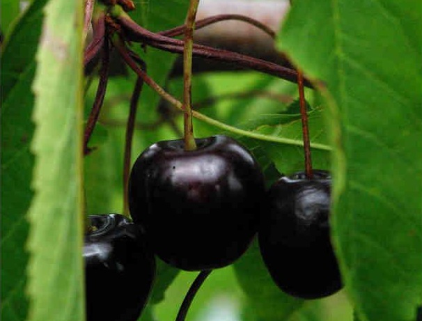 [KEABE1G] CERISIER 'ANNA BELLA' SCION D'UN AN