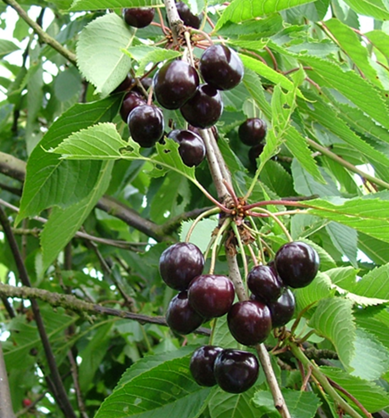 [KEBHEH] KERSENBOOM 'BIGARREAU HELSHOVEN' RGF HOOGSTAM