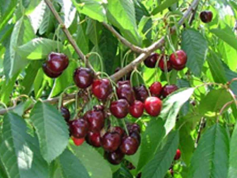 [KECAHAG] KERSENBOOM 'CASTOR' HALFSTAM (Gisela, Blote wortel, 6-8 cm)