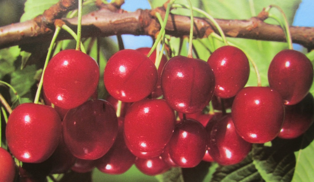 [KEHEHAG] KERSENBOOM 'HEDELFINGER' HALFSTAM (Gisela, Blote wortel, 6-8 cm)