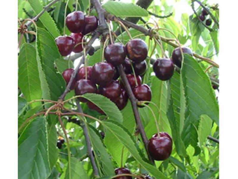 [KERE1G] KERSENBOOM 'REGINA' JAARSE SNOER (Gisela, Blote wortel)