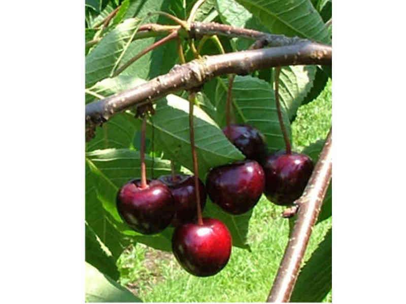 [KESAHAG] KERSENBOOM 'SAM' HALFSTAM (Gisela, Blote wortel, 6-8 cm)