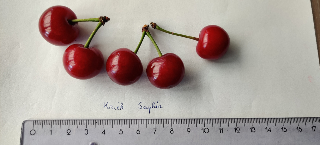 [KRSAH] KRIEKENBOOM 'SAPHIR' HOOGSTAM (8-10 cm)