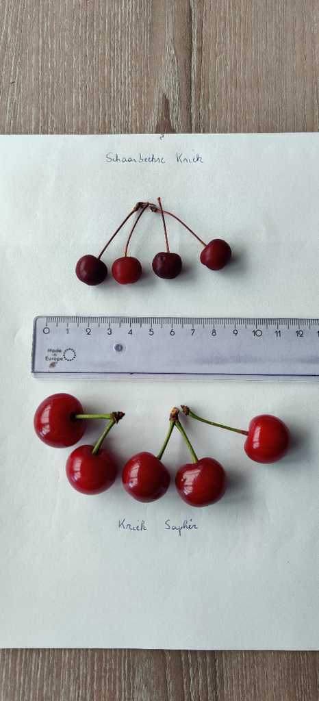 [KRSCHAC] KRIEKENBOOM 'SCHAARBEEKSE' RGF HALFSTAM (Colt, Blote wortel, 6-8 cm)