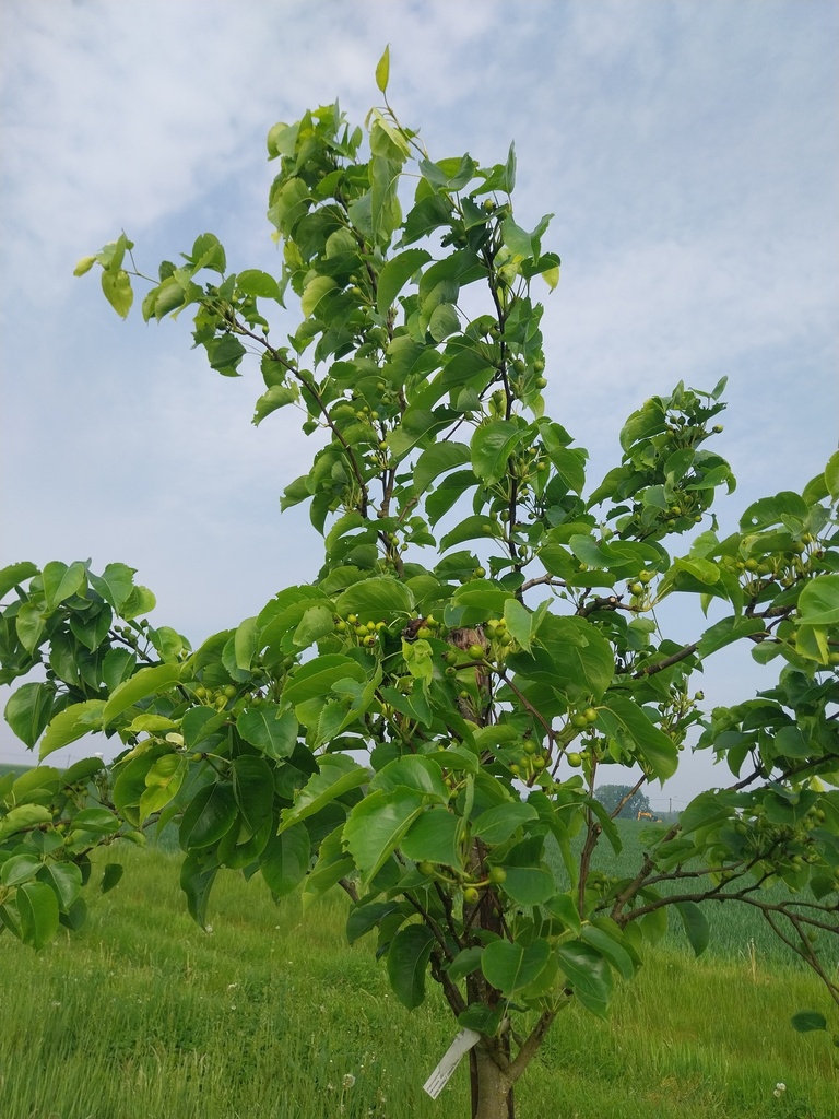 [NASHHA] NASHI 'SHINKO' DEMI-TIGE