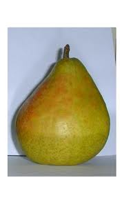 [PEACOHAK] PERENBOOM 'ANANAS DE COURTRAI' HALFSTAM (Kwee A, Blote wortel, 6-8 cm)