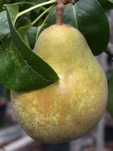 [PEBHAHAK] PERENBOOM 'BEURRÉ HARDY' HALFSTAM (Kwee A, Blote wortel, 6-8 cm)