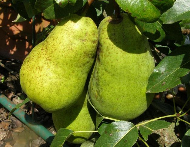 [PEBLE2] PERENBOOM 'BEURRÉ LEBRUN' LAAGSTAM (Kwee A, Blote wortel)