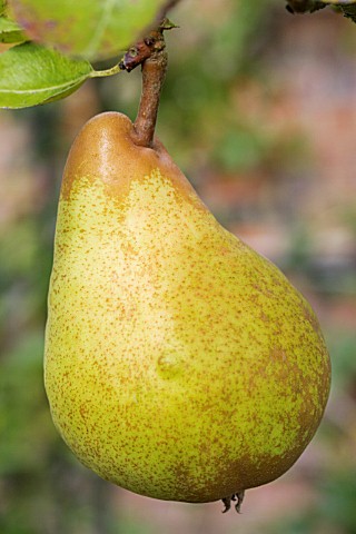 [PEBCWIH] PERENBOOM 'BON CHRÉTIEN WILLIAMS' HOOGSTAM (8-10 cm)