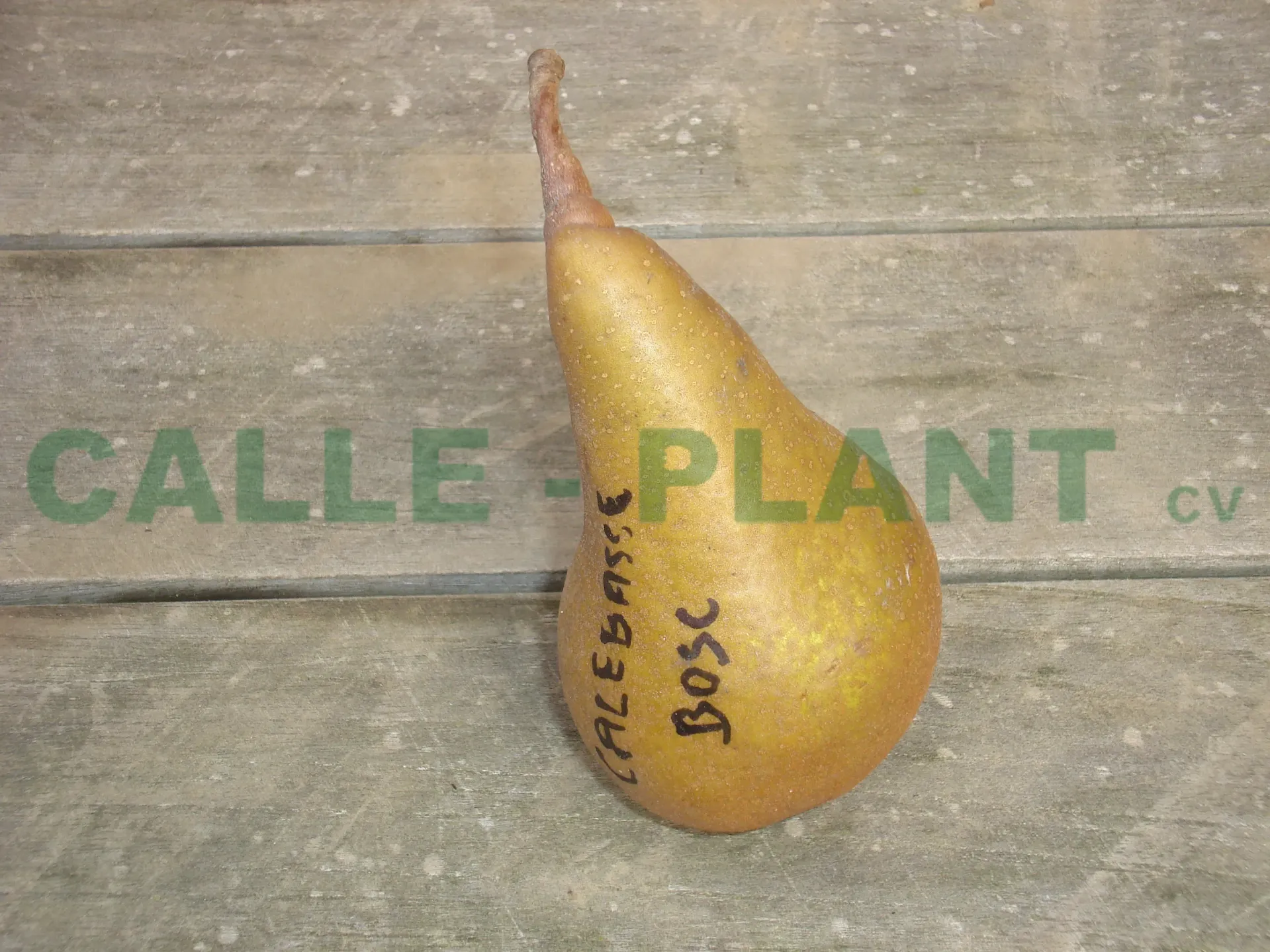 [PECBOH] PERENBOOM 'CALEBASSE BOSC' HOOGSTAM