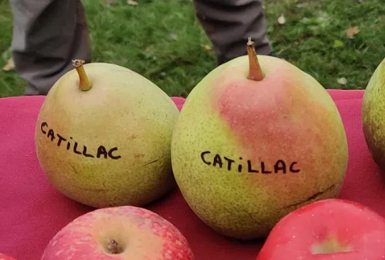 [PECA1K] POIRIER 'CATILLAC' SCION D'UN AN