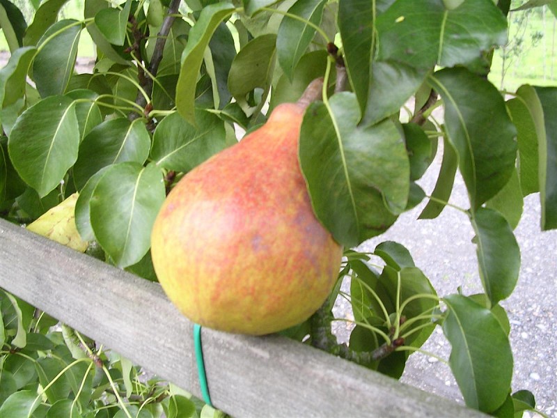 [PECFA2] PERENBOOM 'CLAPP'S FAVOURITE' LAAGSTAM (Kwee A, Blote wortel)