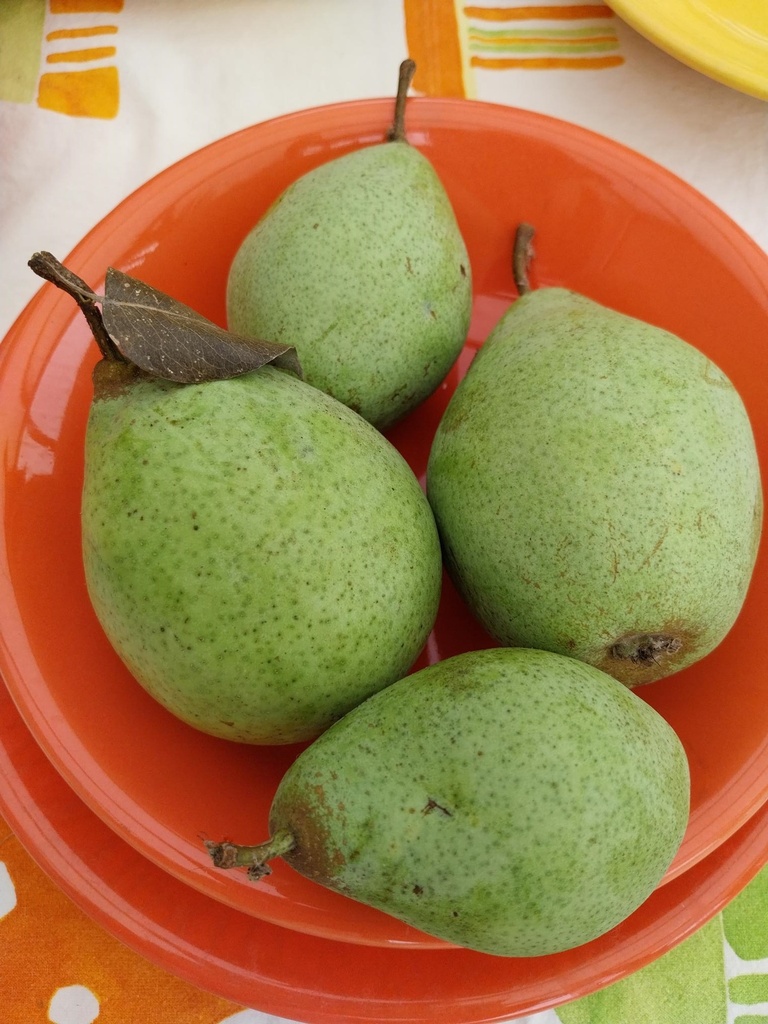 [PECPA2] PERENBOOM 'COMTESSE DE PARIS' LAAGSTAM (Kwee A, Blote wortel)