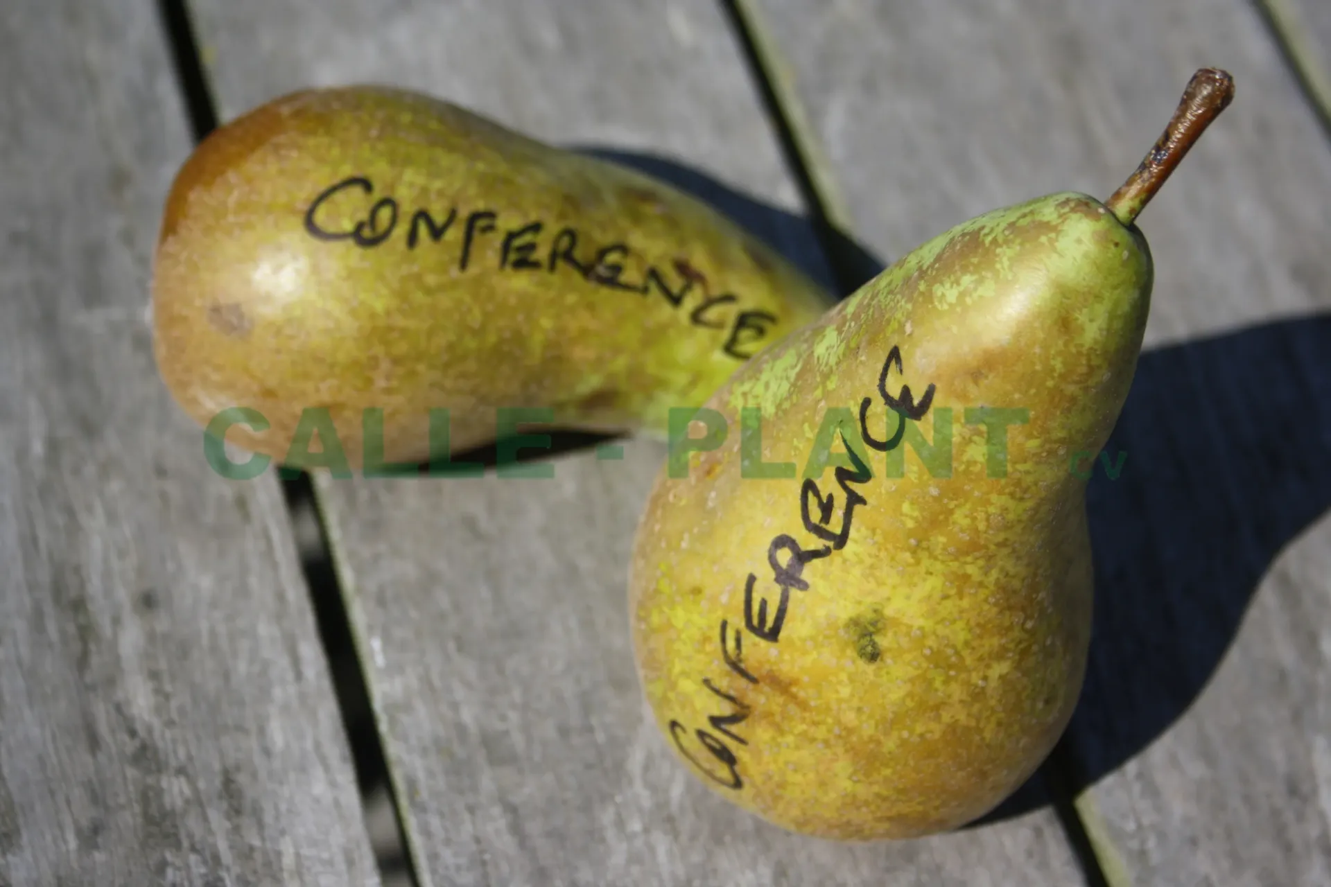 [PECOHAK] PERENBOOM 'CONFERENCE' HALFSTAM (Kwee A, Blote wortel, 6-8 cm)