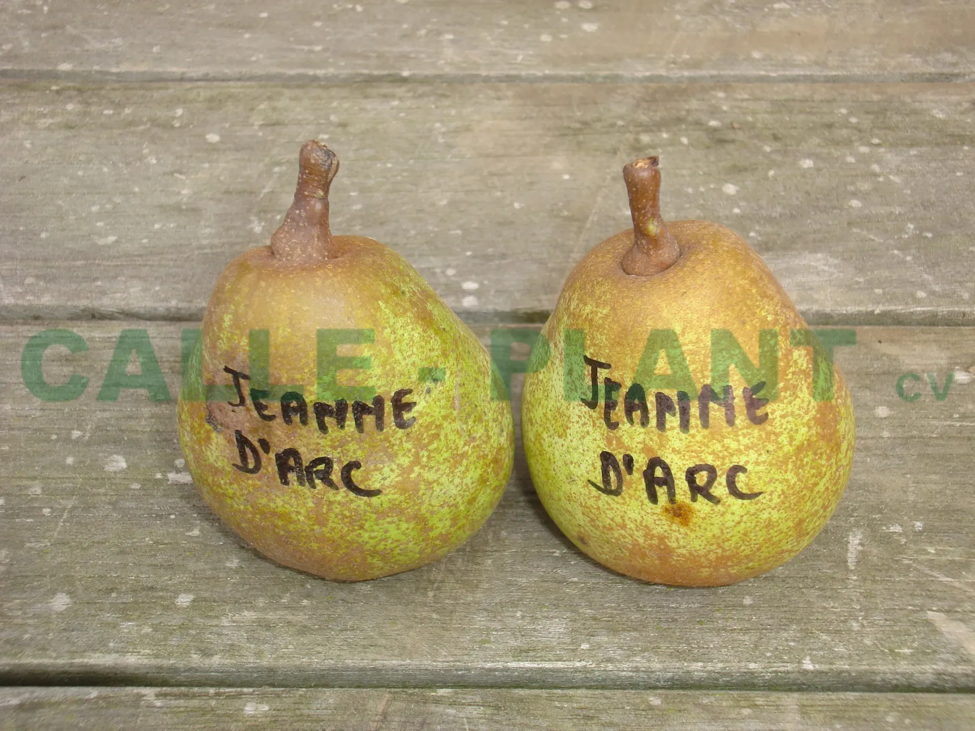[PEJARHAK] PERENBOOM 'JEANNE D'ARC' HALFSTAM (Kwee A, Blote wortel, 6-8 cm)