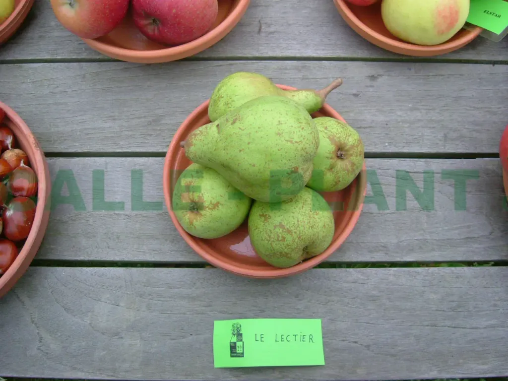 [PELLEH] PERENBOOM 'LECTIER' HOOGSTAM (8-10 cm)