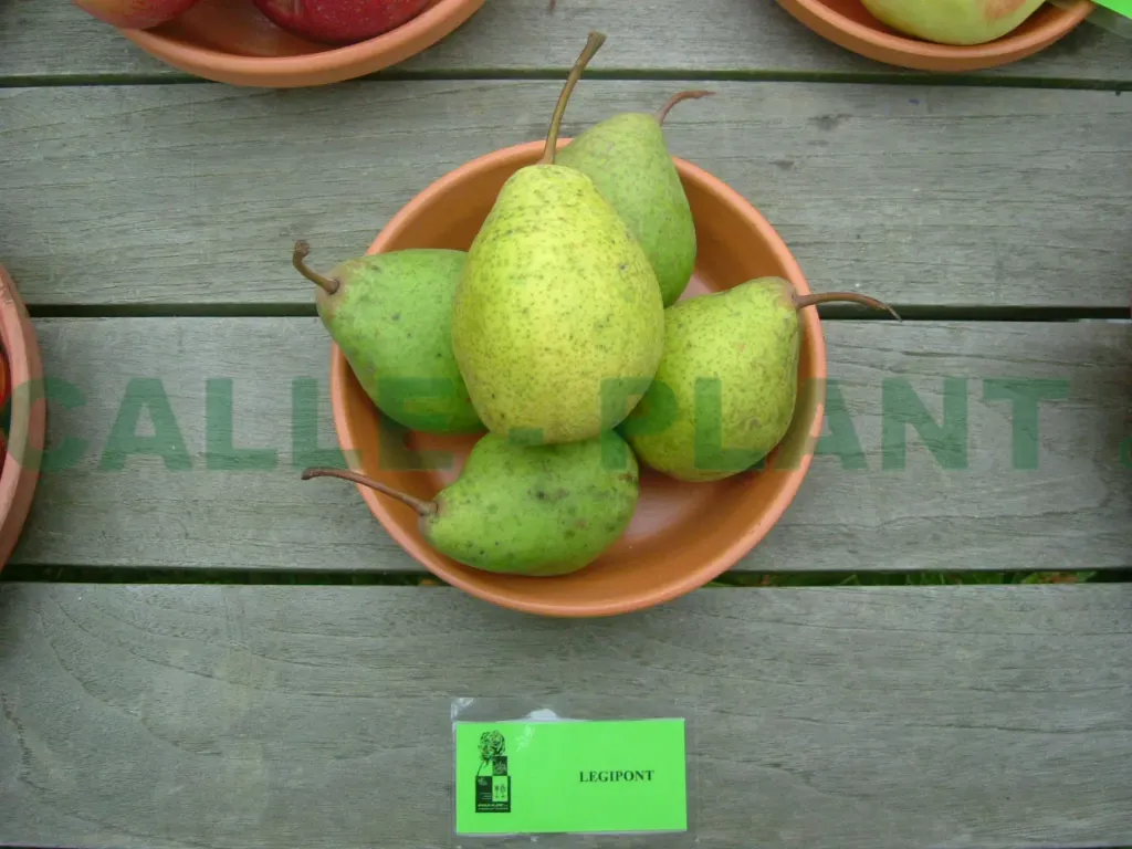 [PELE2] PERENBOOM 'LEGIPONT' LAAGSTAM (Kwee A, Blote wortel)