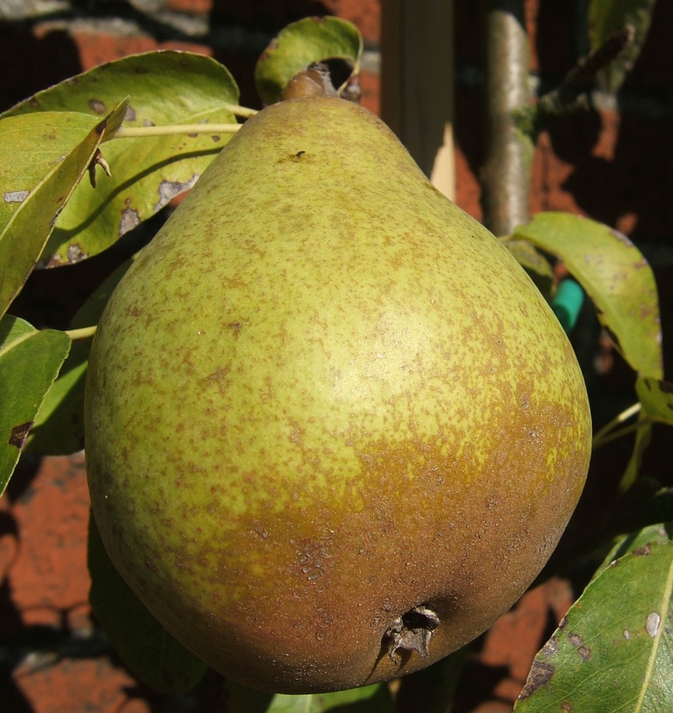 [PEMGRH] PERENBOOM 'MADAME GREGOIRE' RGF HOOGSTAM (8-10 cm)
