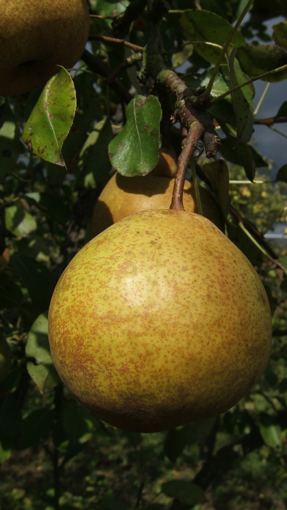 [PEPGR1K] PERENBOOM POIRE DE GROS RGF JAARSE SNOER (Kwee A)
