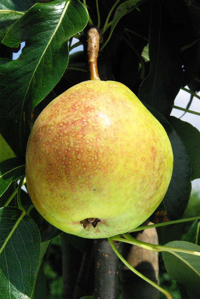 [PEPHE1K] PERENBOOM 'PRECOCE HENIN' RGF JAARSE SNOER (Kwee A)