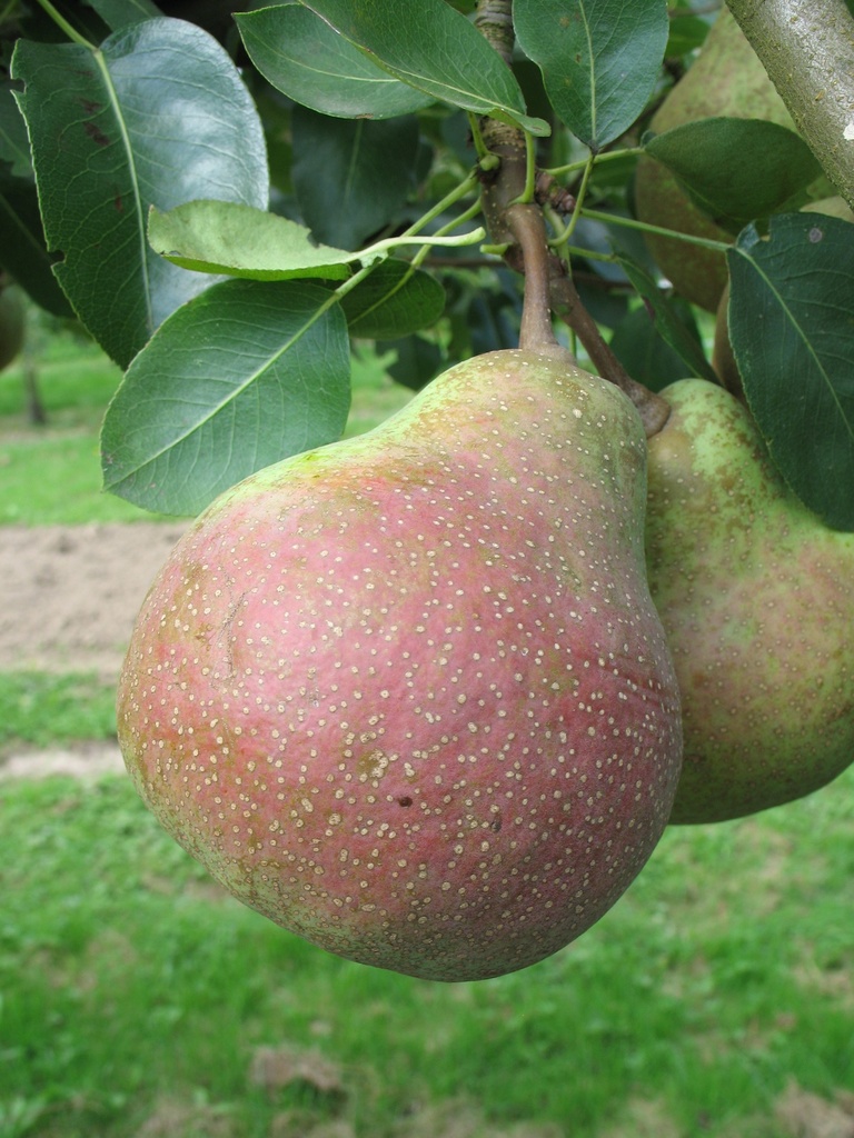 [PESMAH] PERENBOOM 'SAINT MATHIEU' RGF HOOGSTAM