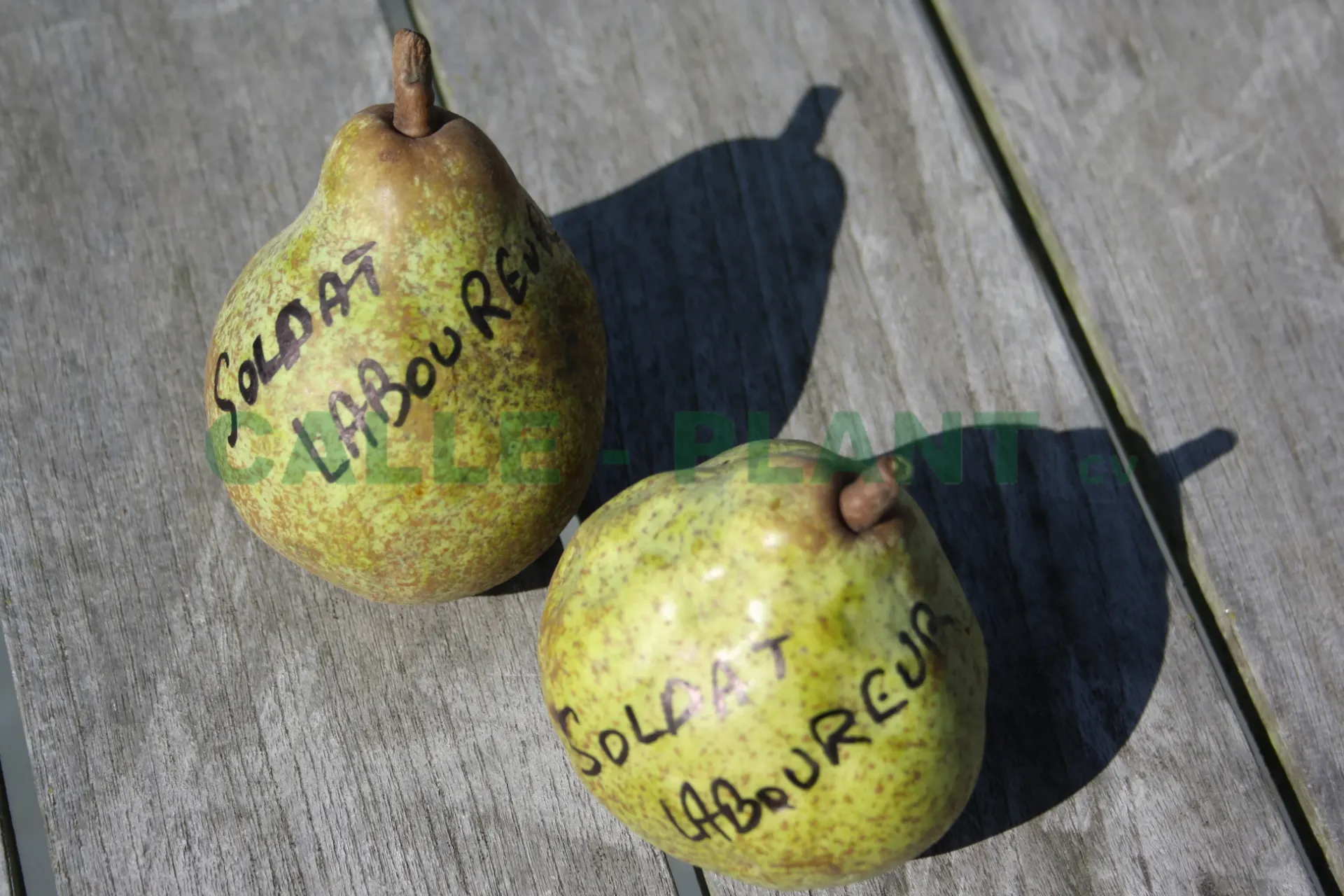 [PESLAH] PERENBOOM 'SOLDAT LABOUREUR' HOOGSTAM