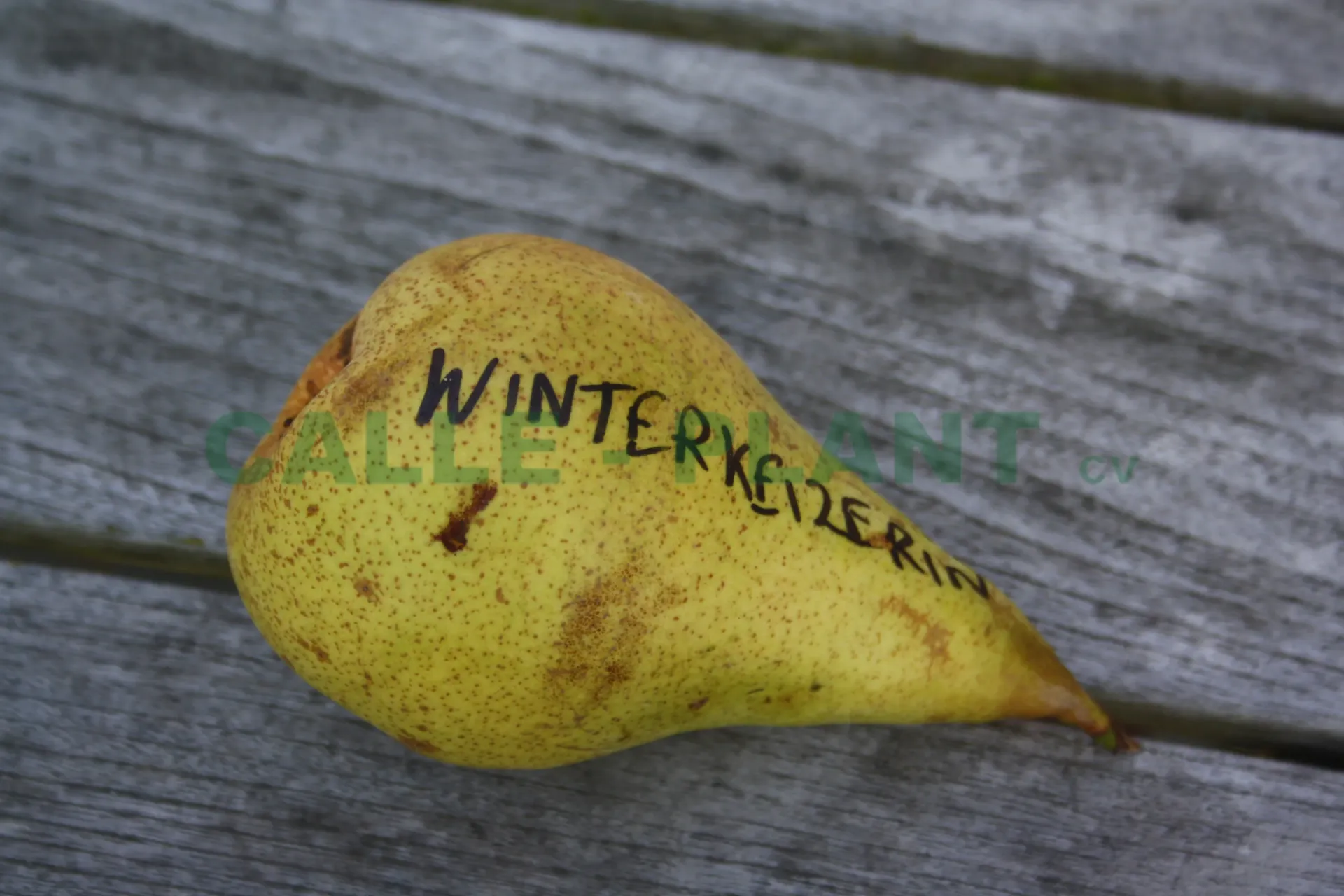 [PEWIH] PERENBOOM 'WINTERKEIZERIN' HOOGSTAM (8-10 cm)