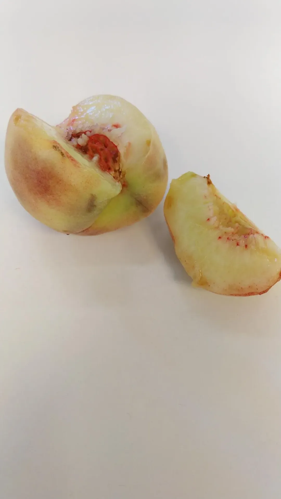 [PERFRUHA] PRUNUS PERSICA 'FRUTERIA' HALFSTAM