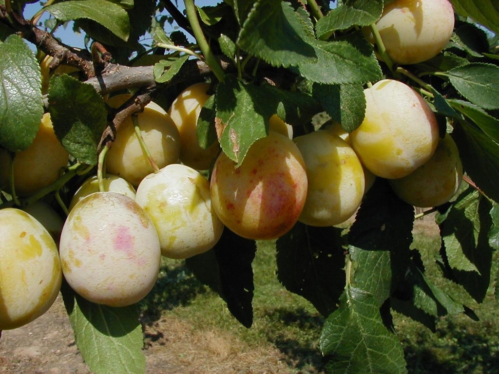 [PRBEHJ] PRUIMENBOOM 'BELLAMIRA' HOOGSTAM (St. Julien A, 8-10 cm)