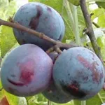 PRUNIER 'BLEUE DE BELGIQUE' HAUT-TIGE