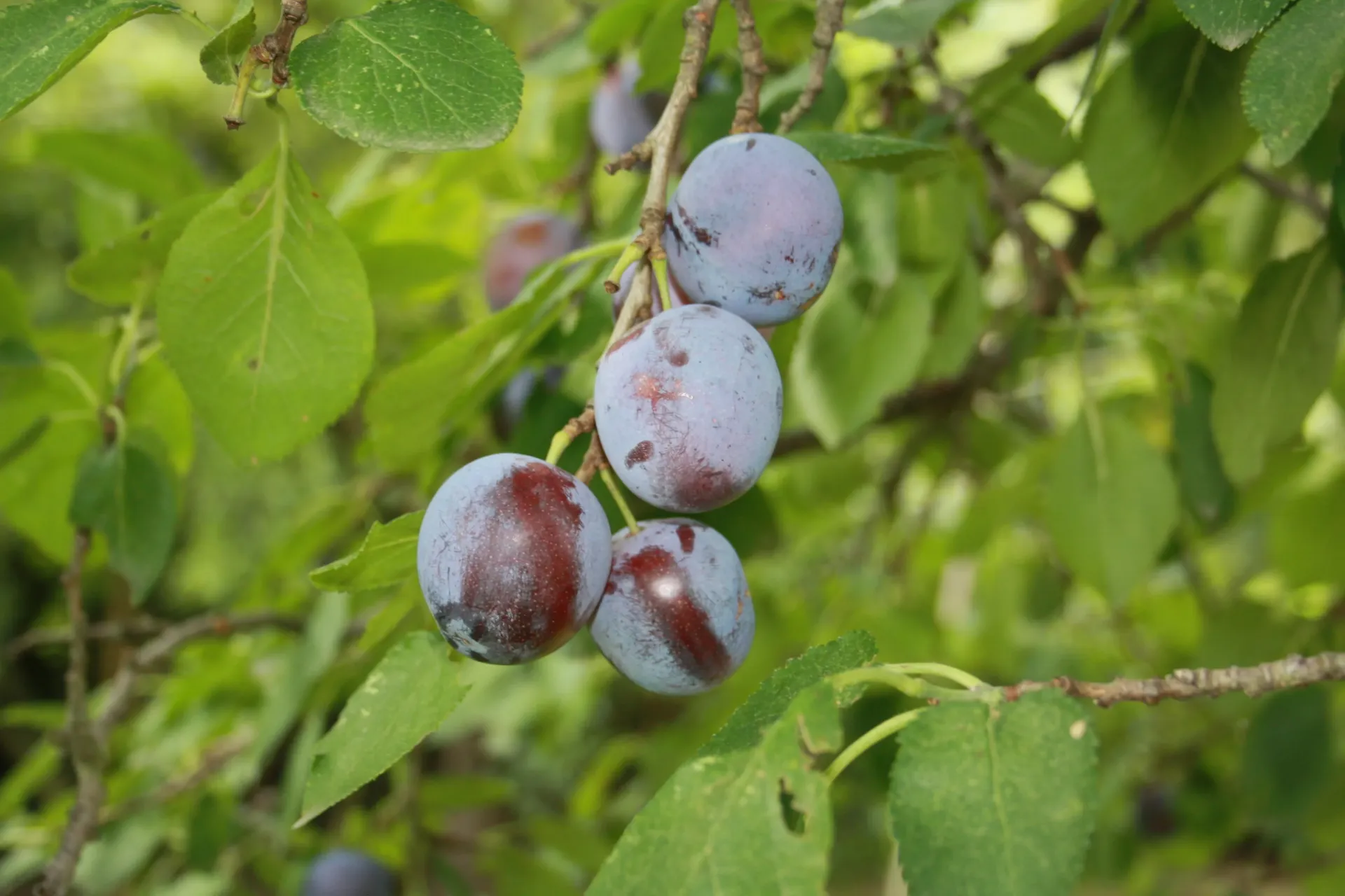 PRUNIER 'MAGNA GLAUCA' BASSE-TIGE