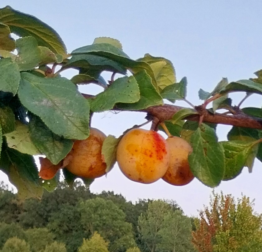 [PRMIHAJ] PRUIMENBOOM 'MIRAGRANDE' HALFSTAM (St. Julien A, Blote wortel, 6-8 cm)